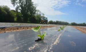 Plant de potimaron dans un champ