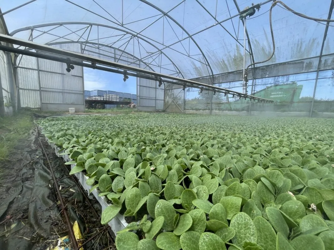 Les plants sont irrigués une fois par jour.