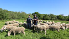 Deux personnes au milieu d'un troupeau de moutons