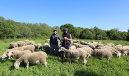 Deux personnes au milieu d'un troupeau de moutons