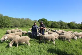 Deux personnes au milieu d'un troupeau de moutons