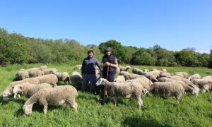 Deux personnes au milieu d'un troupeau de moutons