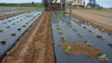 Des personnes plantent des salades avec une planteuse