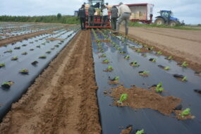 Des personnes plantent des salades avec une planteuse