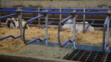 Des vaches allongées dans des logettes