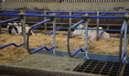 Des vaches allongées dans des logettes