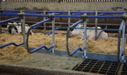 Des vaches allongées dans des logettes