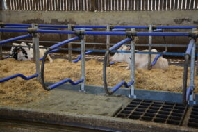 Des vaches allongées dans des logettes