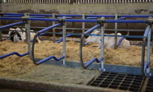 Des vaches allongées dans des logettes