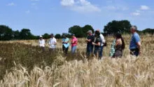 Des personnes dans un champ de céréales et féverole