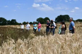 Des personnes dans un champ de céréales et féverole