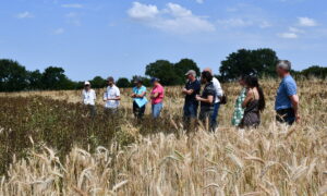 Des personnes dans un champ de céréales et féverole