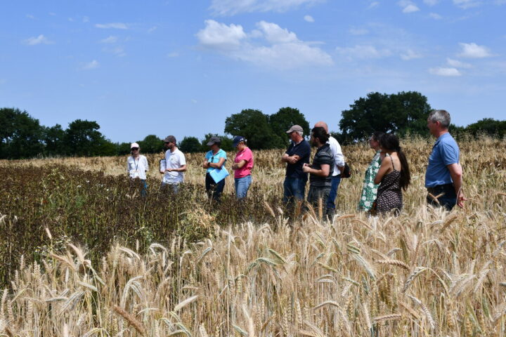 Des personnes dans un champ de céréales et féverole