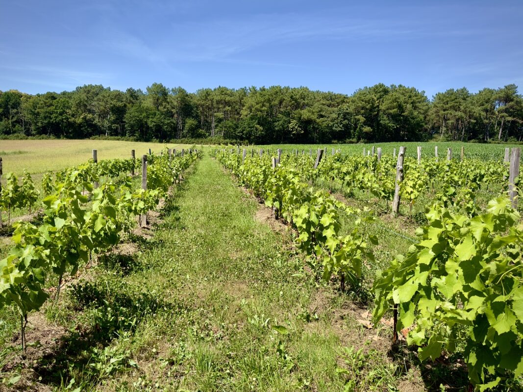 Pour l'instant, aucun traitement n'a été fait sur le vignoble.