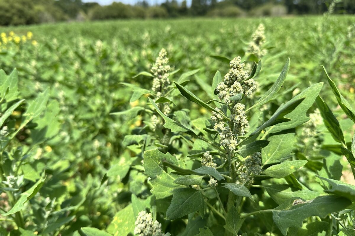 Fleur de quinoa - Illustration Le quinoa pousse  dans le Sud-Finistère