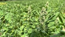Fleur de quinoa