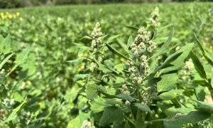Fleur de quinoa