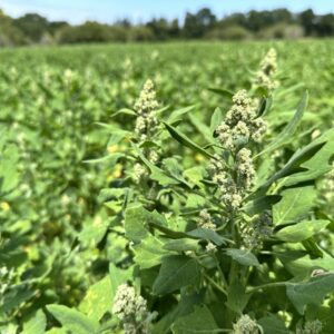 Fleur de quinoa