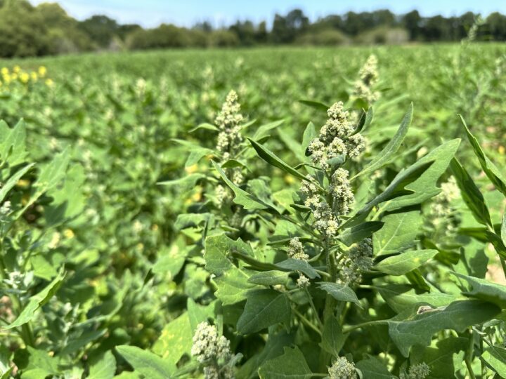 Fleur de quinoa