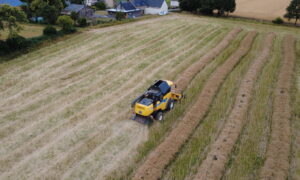 vue drone d'une récolte de colza en andains