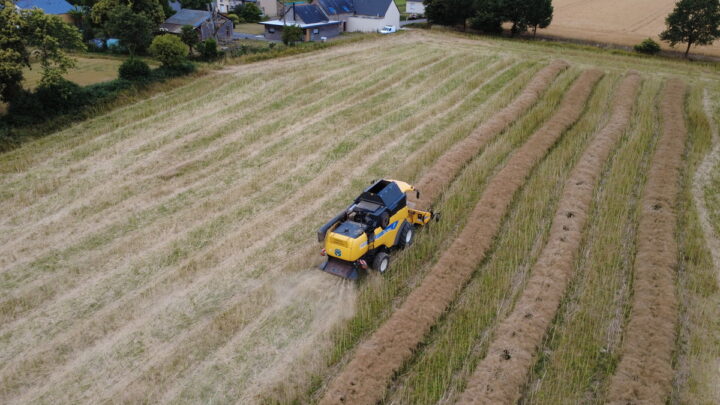 vue drone d'une récolte de colza en andains