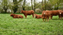 vaches dans un pâturage