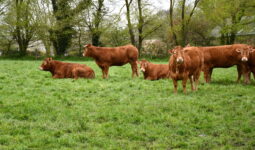 vaches dans un pâturage