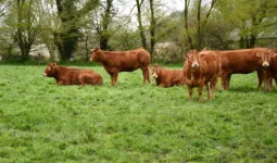 vaches dans un pâturage