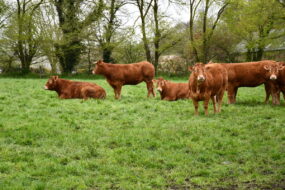 vaches dans un pâturage
