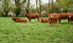 vaches dans un pâturage