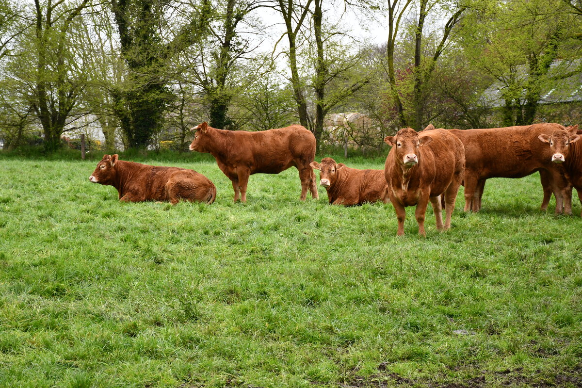 vaches dans un pâturage - Illustration Défendre le modèle bovin breton