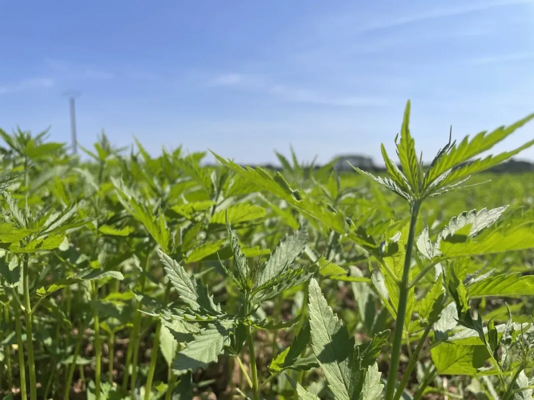 Une parcelle de chanvre