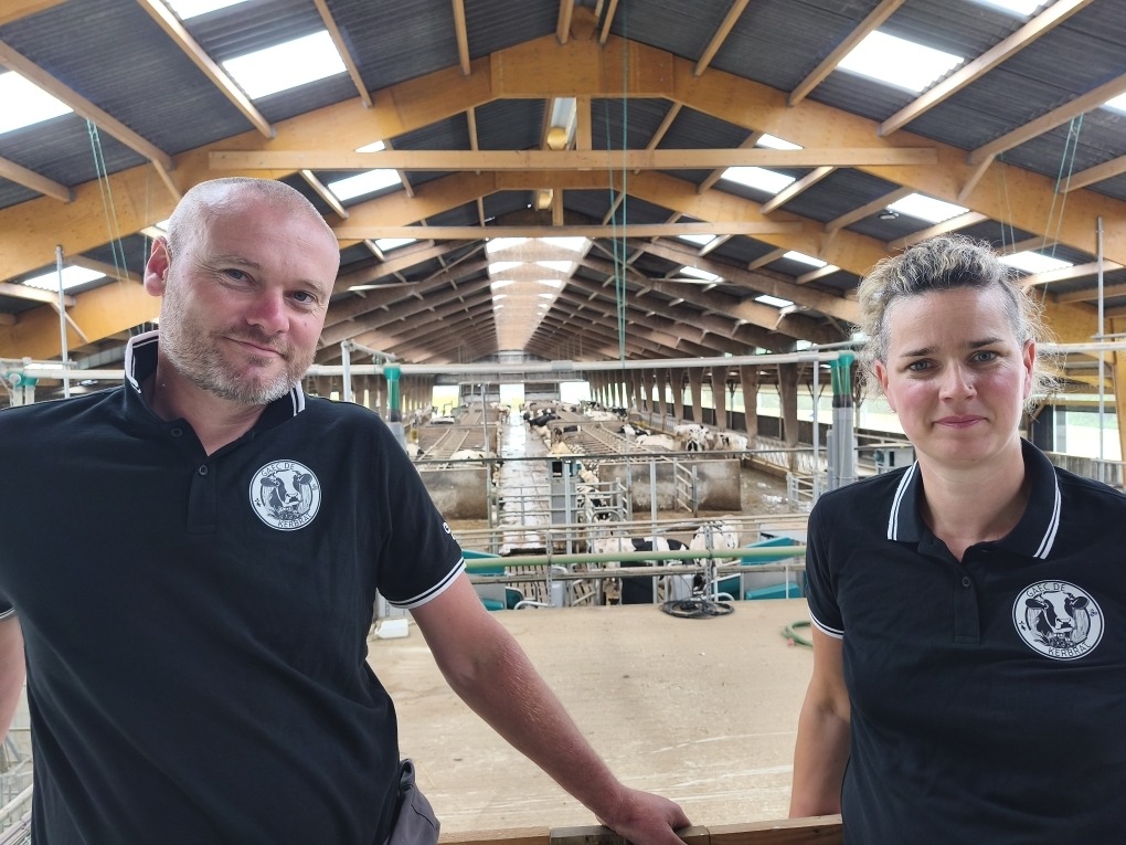 Deux personnes dans un bâtiment vaches laitères - Illustration Travailler en sécurité autour des robots
