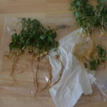 racines de pois