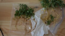 racines de pois