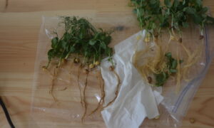 racines de pois