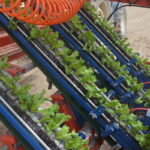 Gros plan sur une planteuse avec des plants de salades