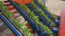 Gros plan sur une planteuse avec des plants de salades