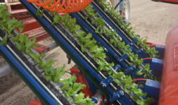 Gros plan sur une planteuse avec des plants de salades
