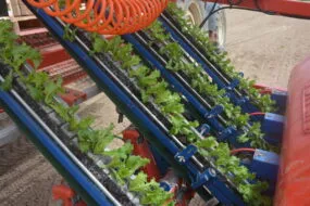 Gros plan sur une planteuse avec des plants de salades