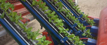 Gros plan sur une planteuse avec des plants de salades