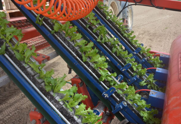 Gros plan sur une planteuse avec des plants de salades