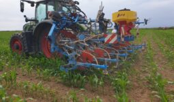 Un tracteur au champ lors d'une opération de désherbage de maïs