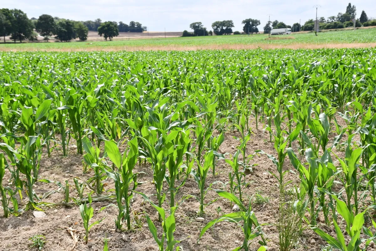 maïs sur sol sec - Illustration Le changement climatique au menu des élus