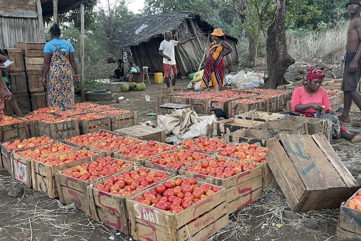 Caisses de tomate à Madagascar - Illustration Une agriculture variée qui demande un coup de pousse