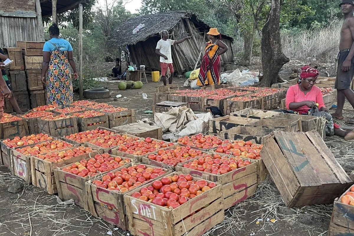 Caisses de tomate à Madagascar - Illustration Des Bretons à Madagascar