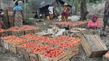 Caisses de tomate à Madagascar