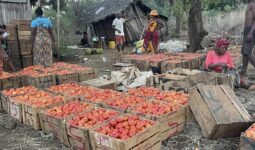 Caisses de tomate à Madagascar