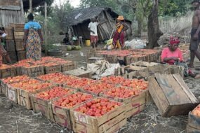 Caisses de tomate à Madagascar