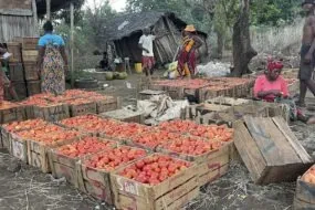 Caisses de tomate à Madagascar